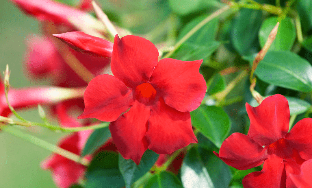 Mandevilla: Een klimplant vol prachtige bloemen