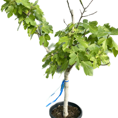 De vijgenboom is een makkelijke plant voor je tuin.